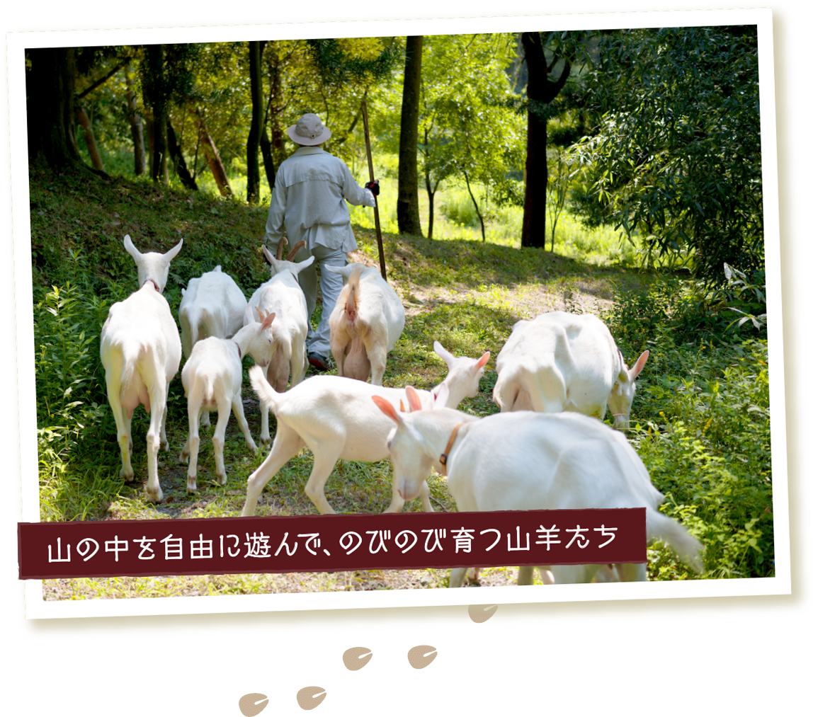ヤギ牧場