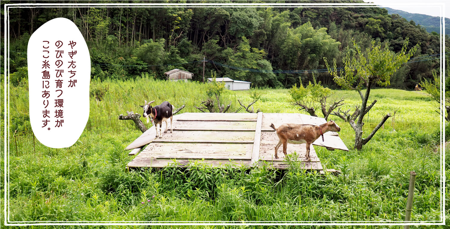 ヤギ牧場