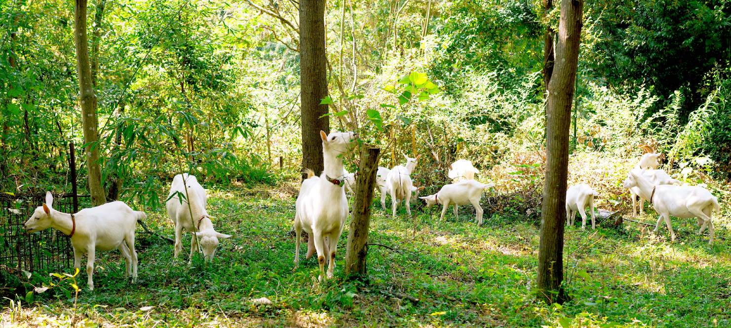 ヤギ牧場
