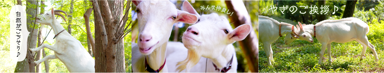 ヤギ牧場