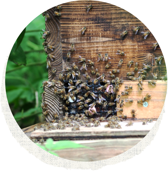 日本みつばちの蜂蜜