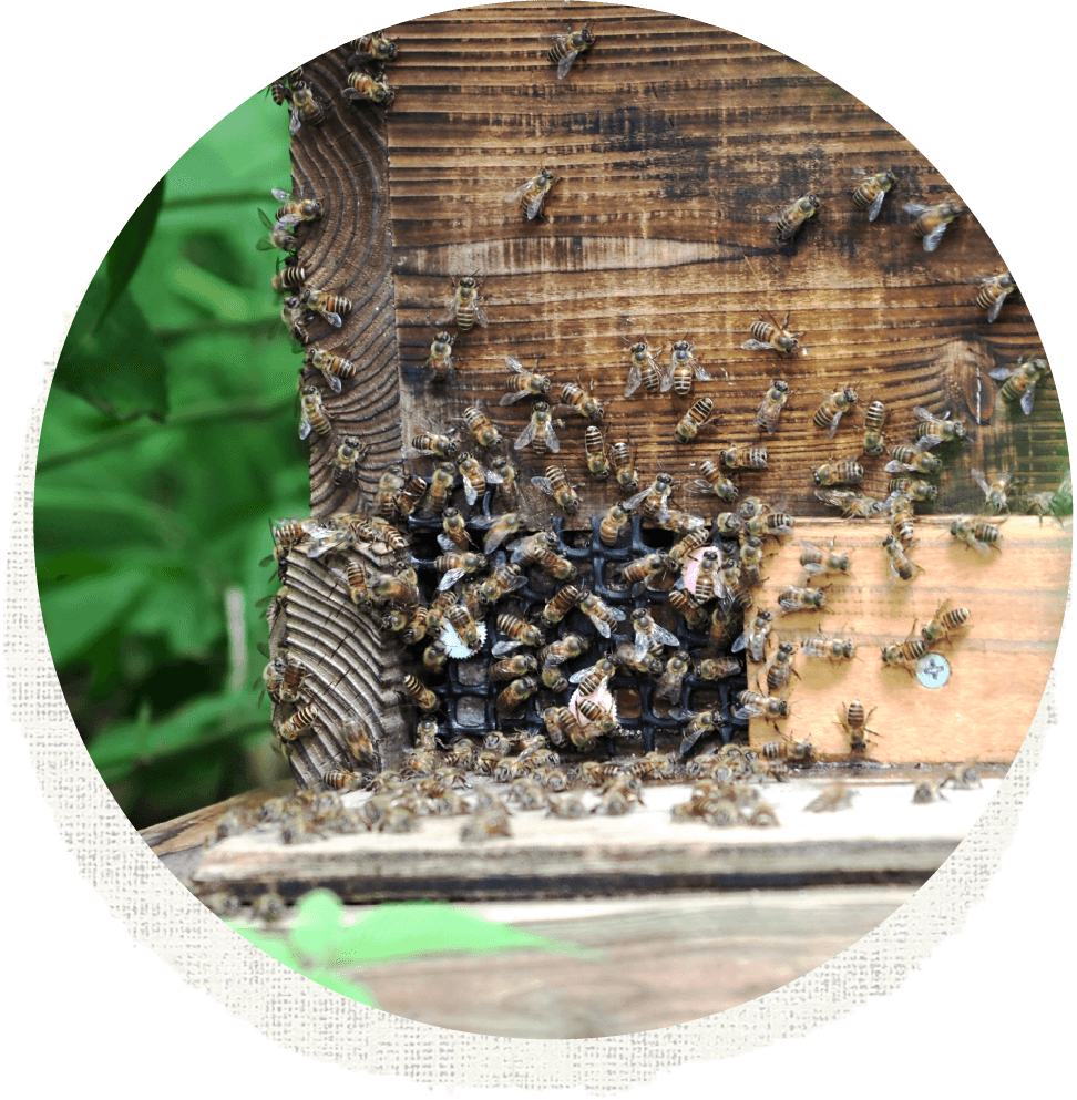 日本みつばちの蜂蜜