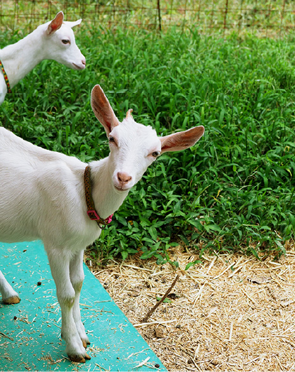 ヤギたちのお世話