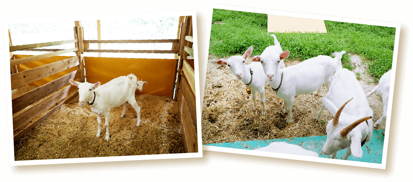 ヤギたちのお世話