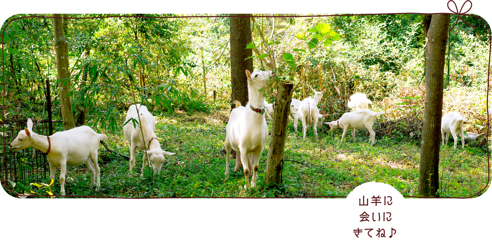 大島農園 糸島やぎ牧場