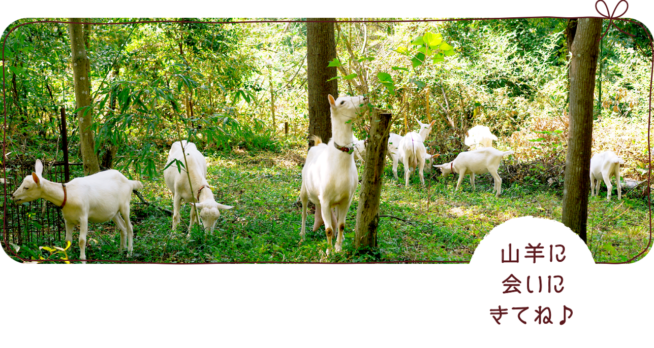 大島農園 糸島やぎ牧場