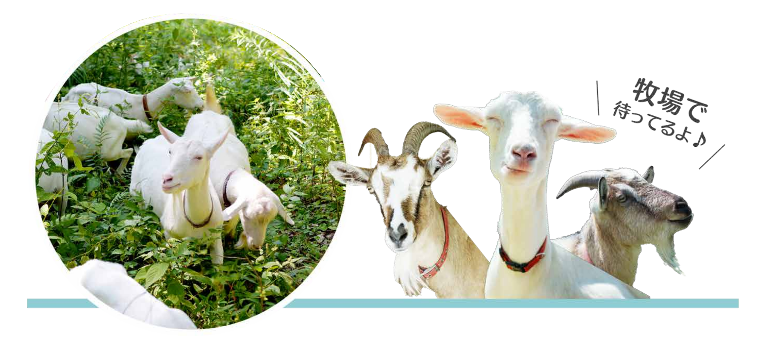 ヤギ牧場
